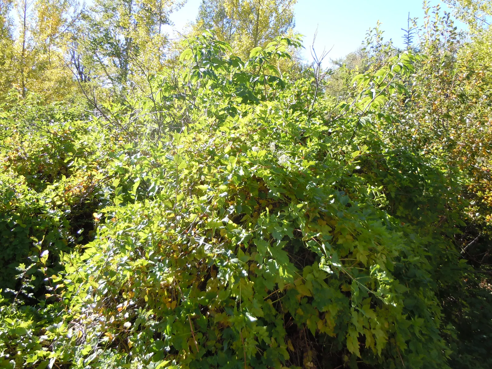Western White Clematis (Clematis Ligusticifolia) — This plant has moderate water requirements and should be watered deeply