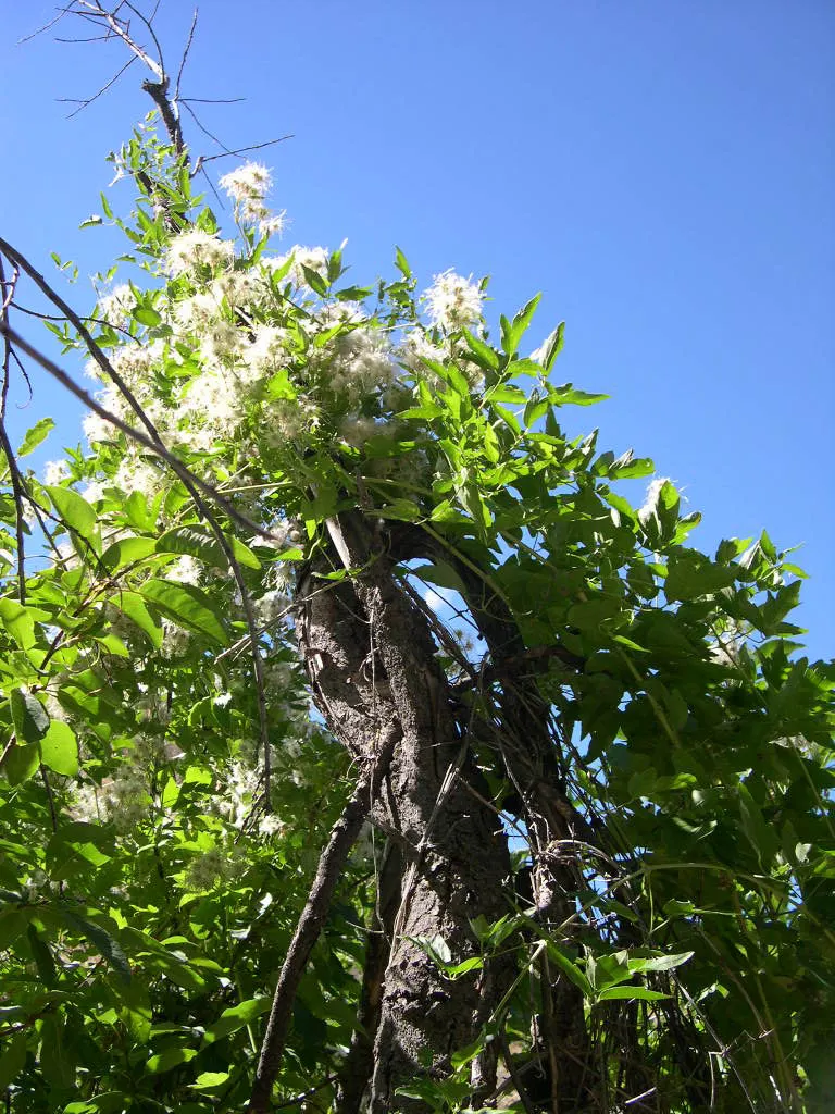 Western White Clematis (Clematis Ligusticifolia) — particularly in the hot summer months