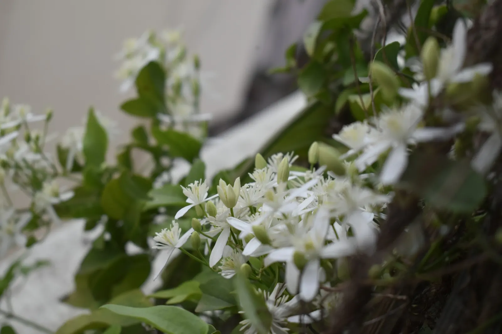Western White Clematis (Clematis Ligusticifolia) — plumose seed heads are produced