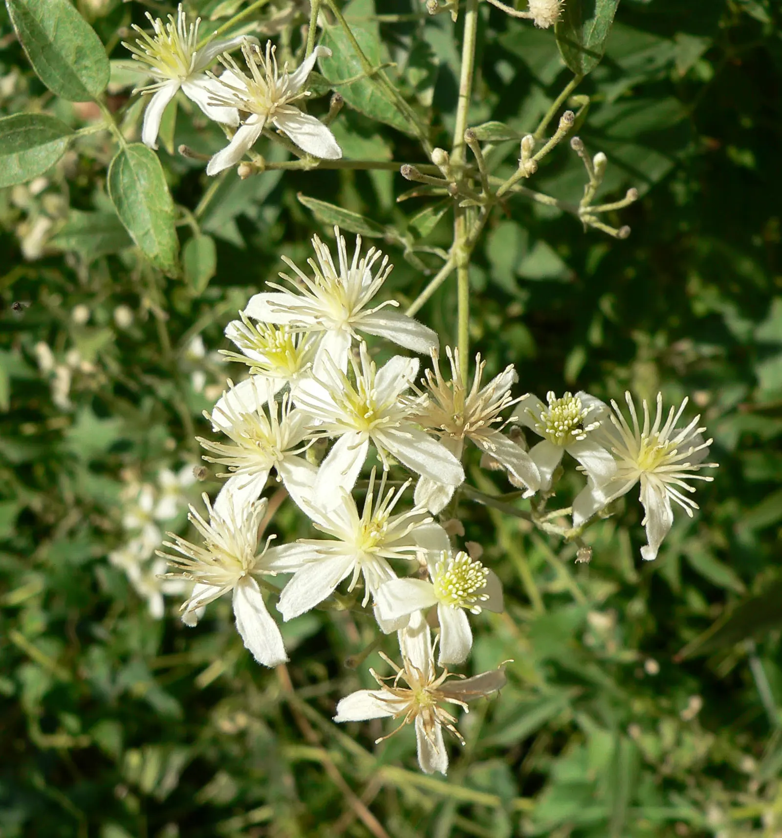 Western White Clematis (Clematis Ligusticifolia) — vine for full or half