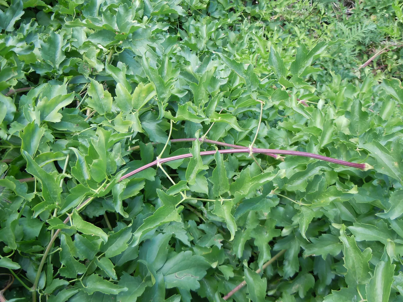 Western White Clematis (Clematis Ligusticifolia) — frothy appearance to the landscape; particularly in the hot summer months