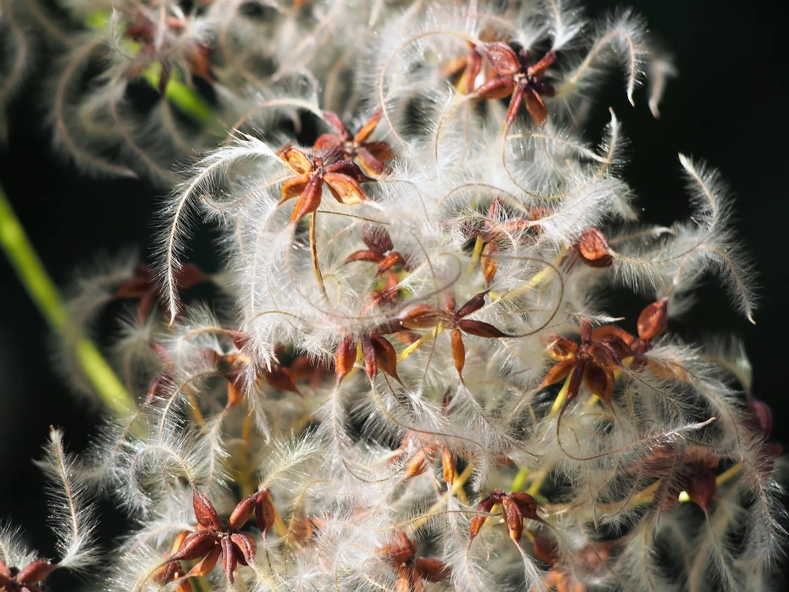Western White Clematis (Clematis Ligusticifolia) — The flowers' massing can create an eye-catching effect; vine for full or half