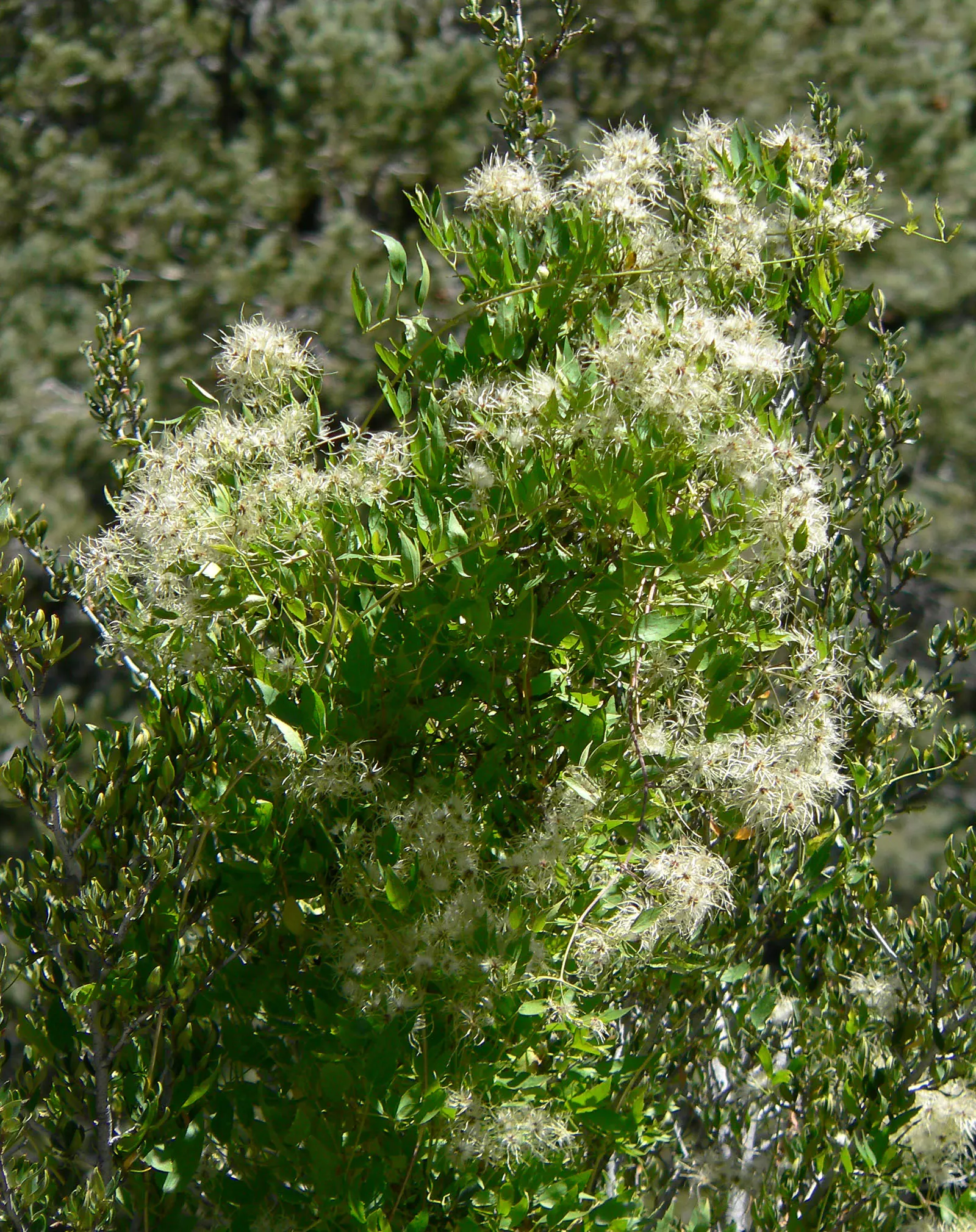 Western White Clematis (Clematis Ligusticifolia) — plumose seed heads are produced; around 1 inch in diameter