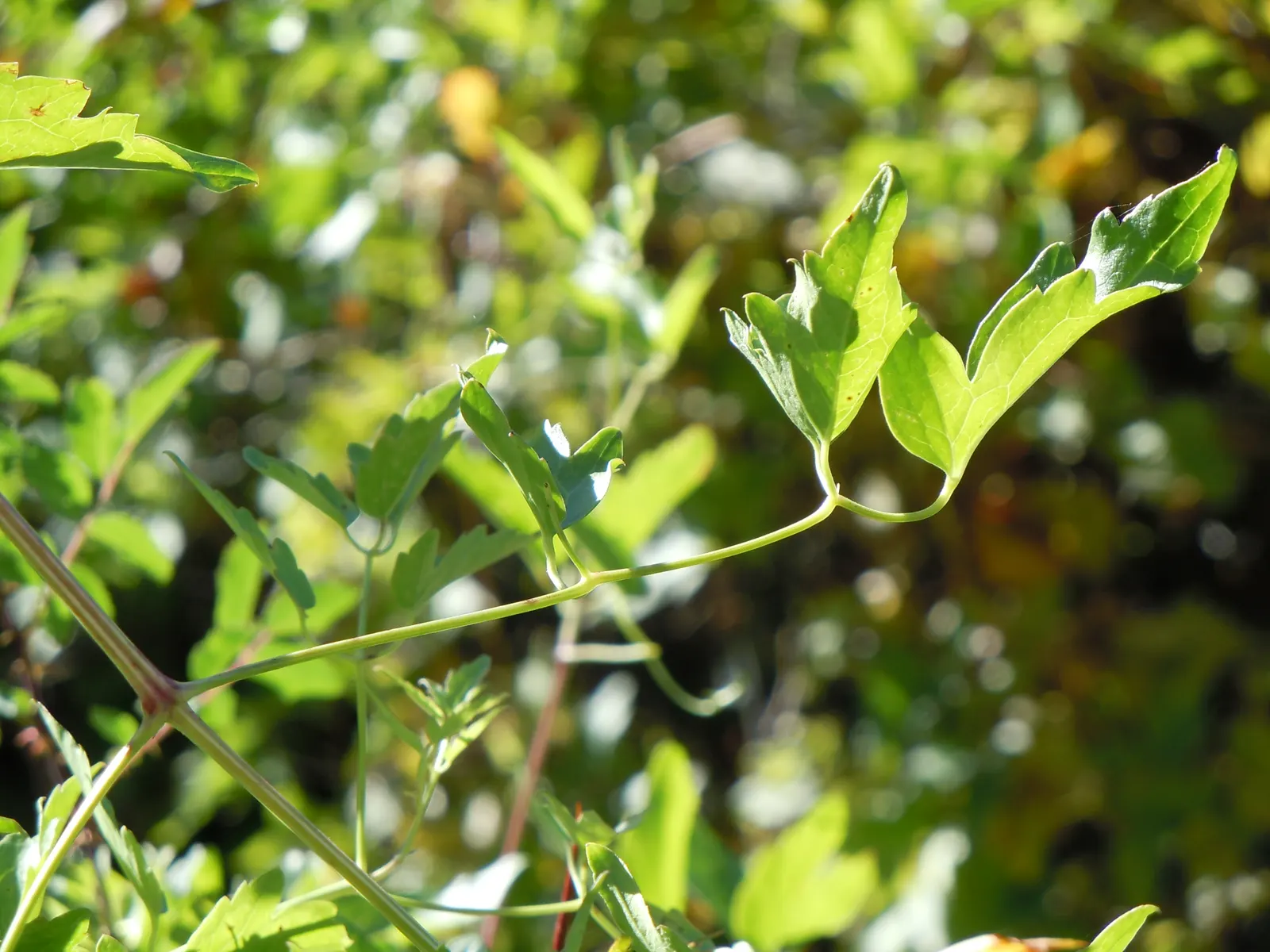 Western White Clematis (Clematis Ligusticifolia) — It prefers a well-drained soil environment with a pH ranging from neutral to slightly alkaline