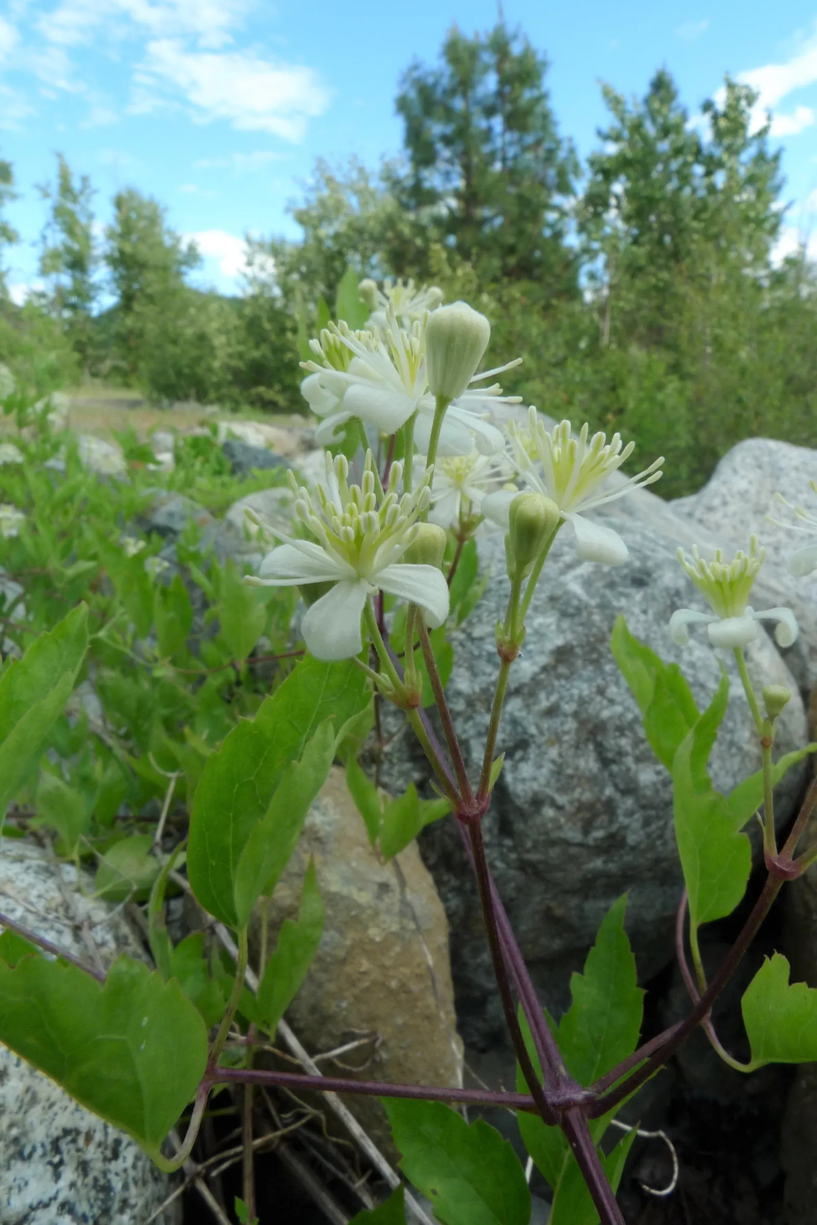 Western White Clematis (Clematis Ligusticifolia) — to maintain its lushness and health.<br><br>Moreover