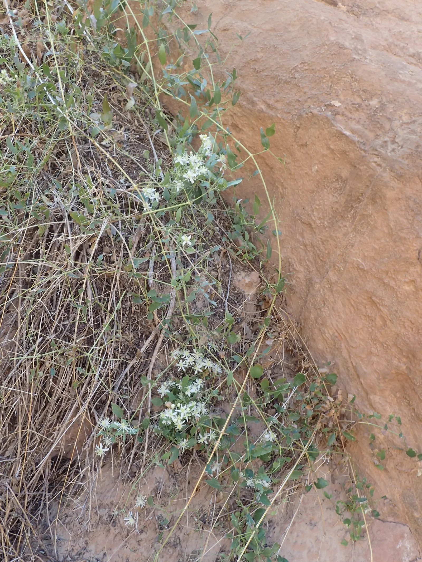 Western White Clematis (Clematis Ligusticifolia) — vine with white blooms