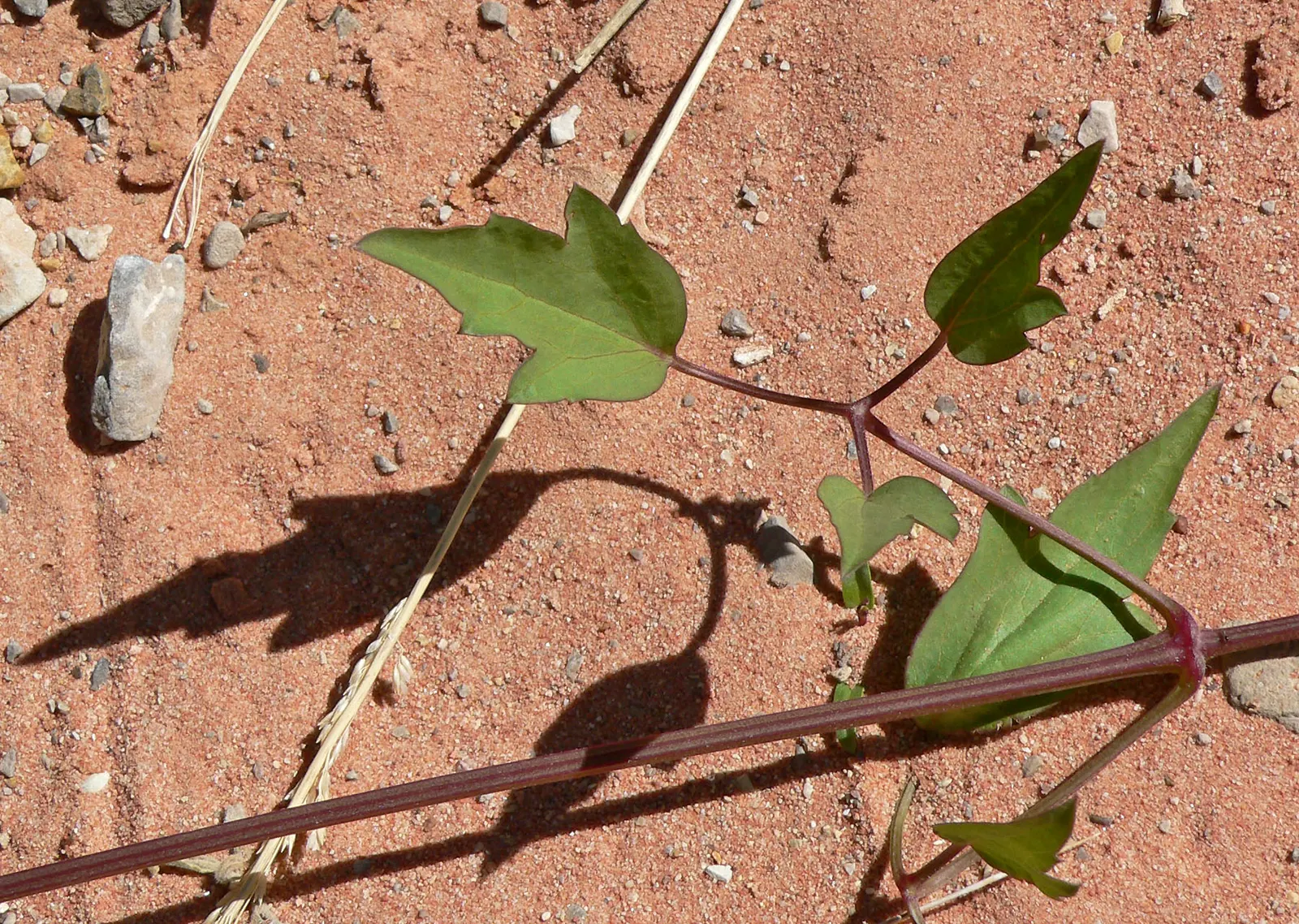 Western White Clematis (Clematis Ligusticifolia) — occasionally necessitating pruning to control size and encourage a more prolific bloom
