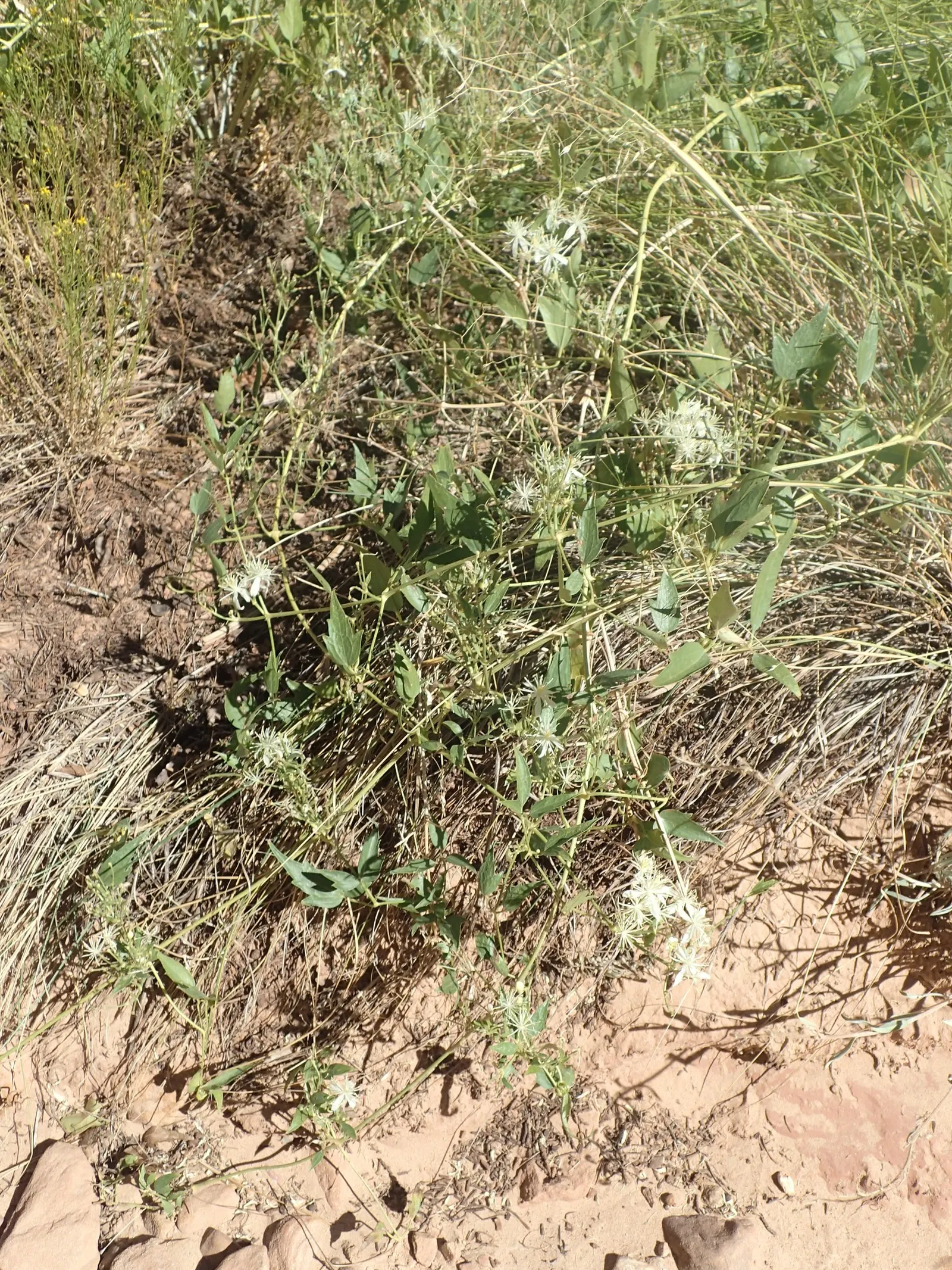 Western White Clematis (Clematis Ligusticifolia) — each leaflet ranging from 1 to 2 inches long