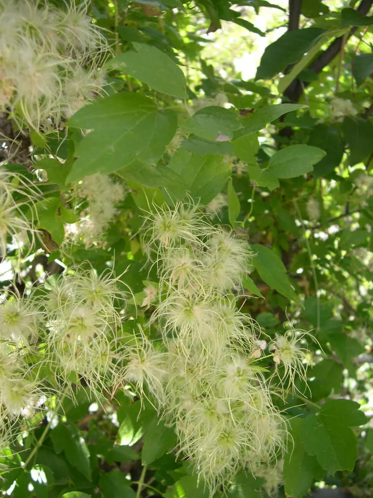 Western White Clematis (Clematis Ligusticifolia) — This perennial vine thrives in USDA hardiness zones 3 to 9