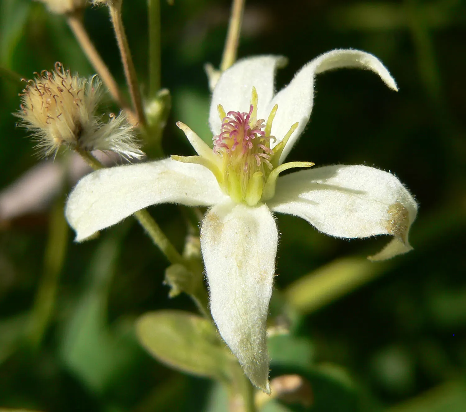 Western White Clematis (Clematis Ligusticifolia) — This deciduous vine flourishes in USDA zones 3-9, preferring well-drained soils and partial to, image 33