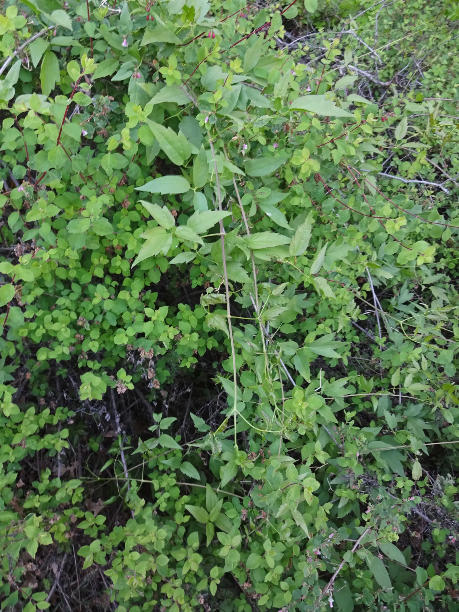 Western White Clematis (Clematis Ligusticifolia) — <br><br>The vine boasts compound leaves comprising 3 to 5 leaflets; to maintain its lushness and