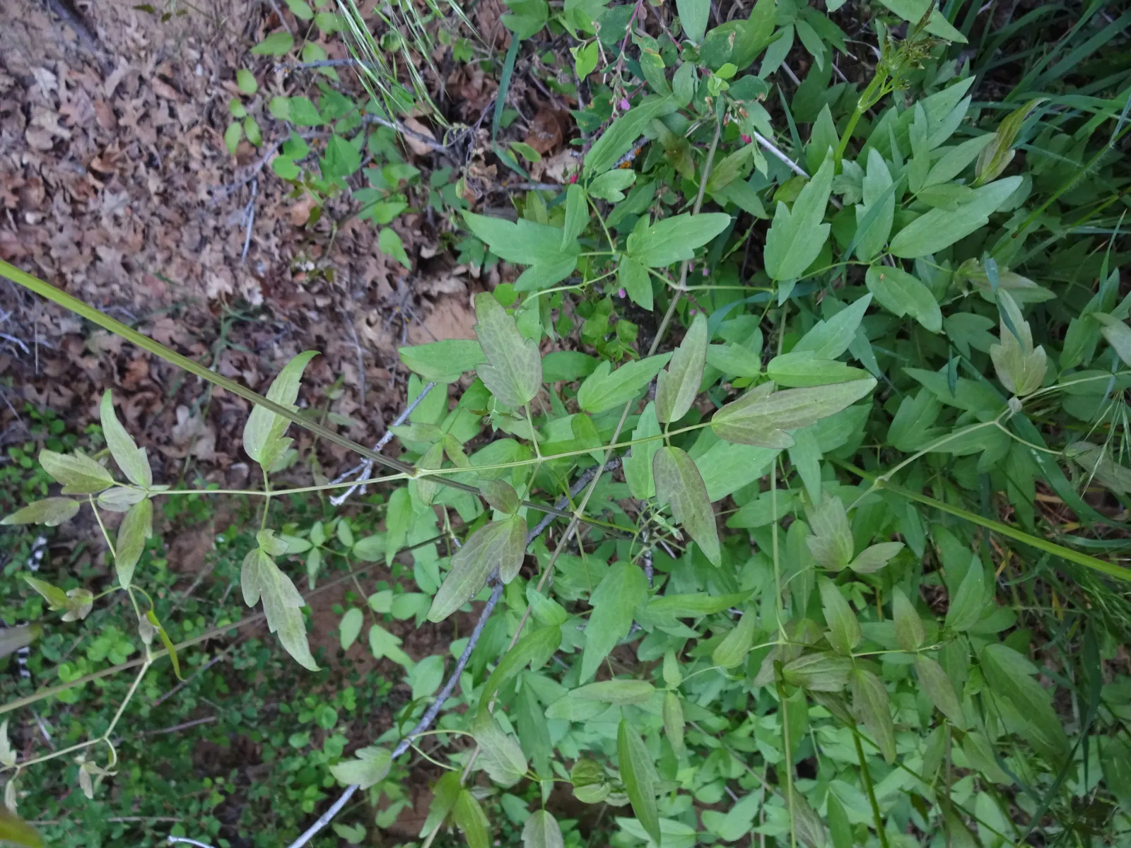 Western White Clematis (Clematis Ligusticifolia) — making it a versatile choice for various climate conditions.<br><br>Typically; climbing perennial reaching