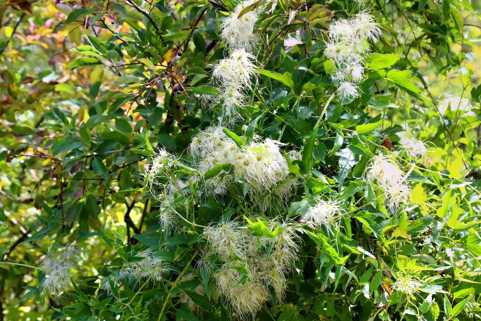 Western White Clematis (Clematis Ligusticifolia) — gracing the landscape with living elegance and year-round appeal