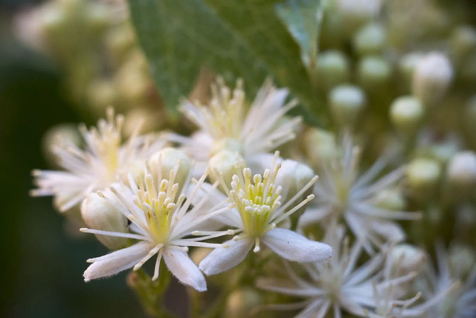 Western White Clematis (Clematis Ligusticifolia) — It prefers a well-drained soil environment with a pH ranging from neutral to slightly alkaline; making it a