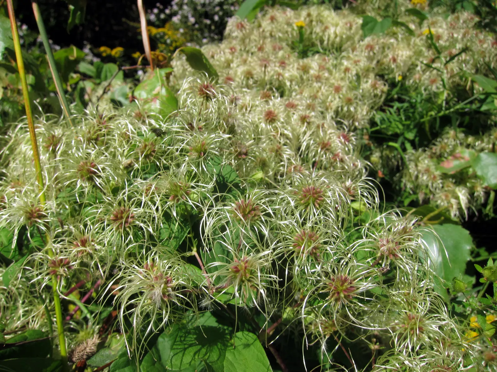 Western White Clematis (Clematis Ligusticifolia) — ethereal quality to the garden with its feathery seed heads post-bloom; it prefers a well-drained soil