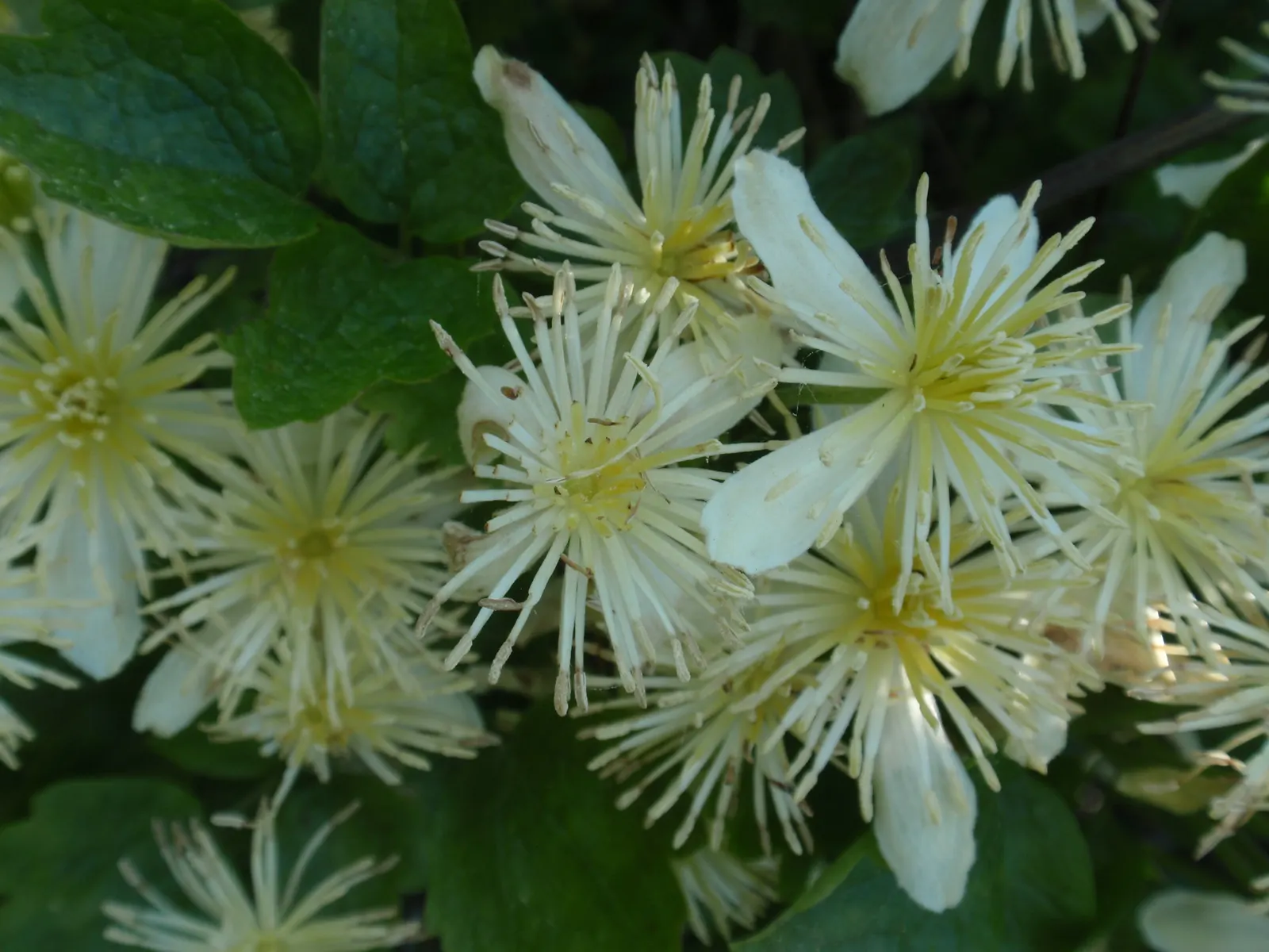 Western White Clematis (Clematis Ligusticifolia) — Ideal for trellises and fences; prized for its profusion of small, white, fragrant flowers, it blooms late