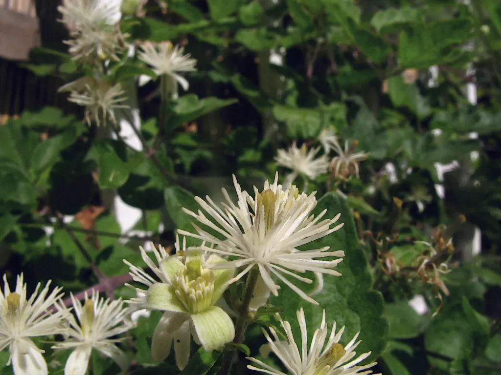 Western White Clematis (Clematis Ligusticifolia) — climbing perennial reaching heights up to 20 feet; and performs best when situated in full sun to partial
