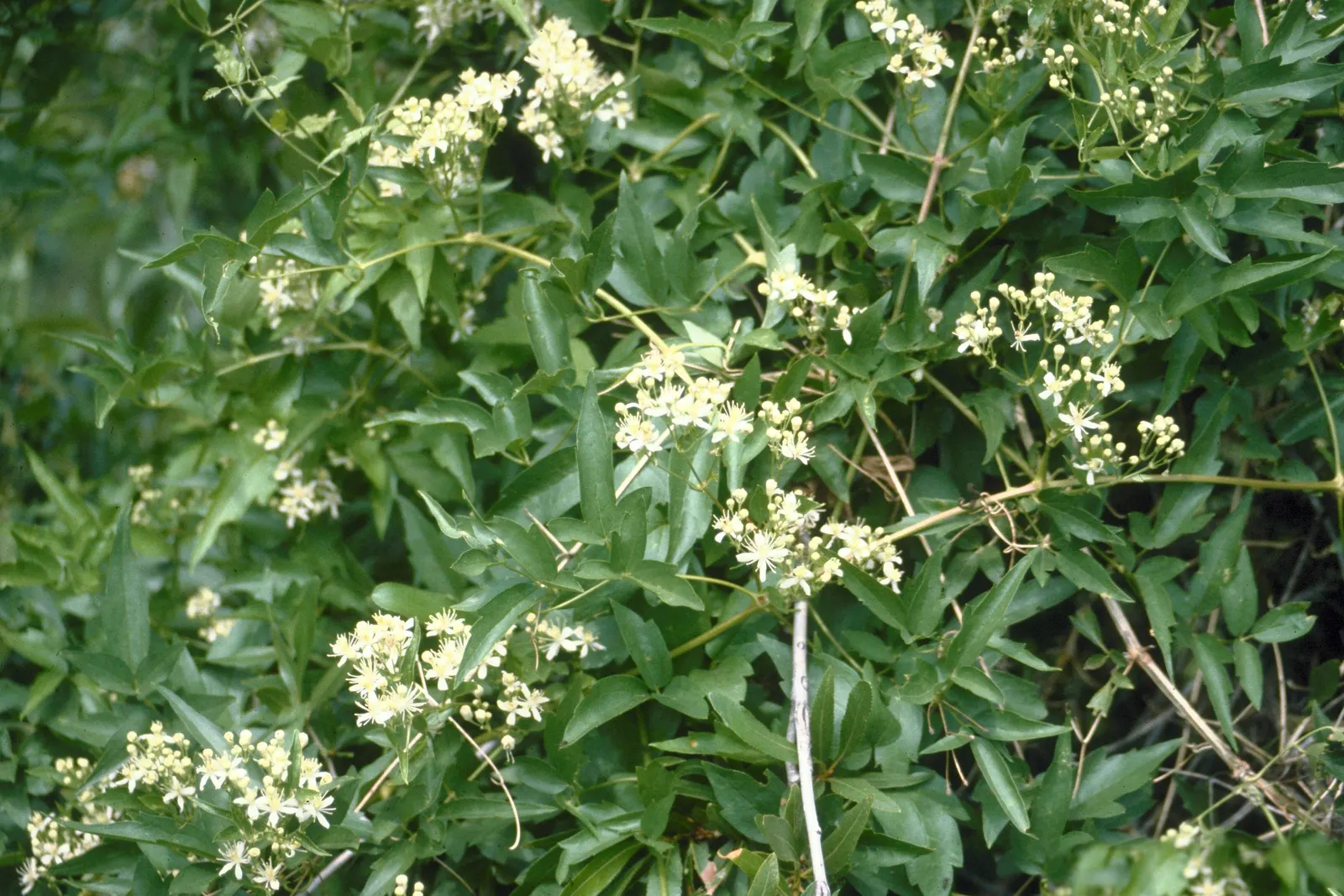 Western White Clematis (Clematis Ligusticifolia) — The Western White Clematis (Clematis ligusticifolia) is a vigorous; this deciduous vine flourishes in USDA
