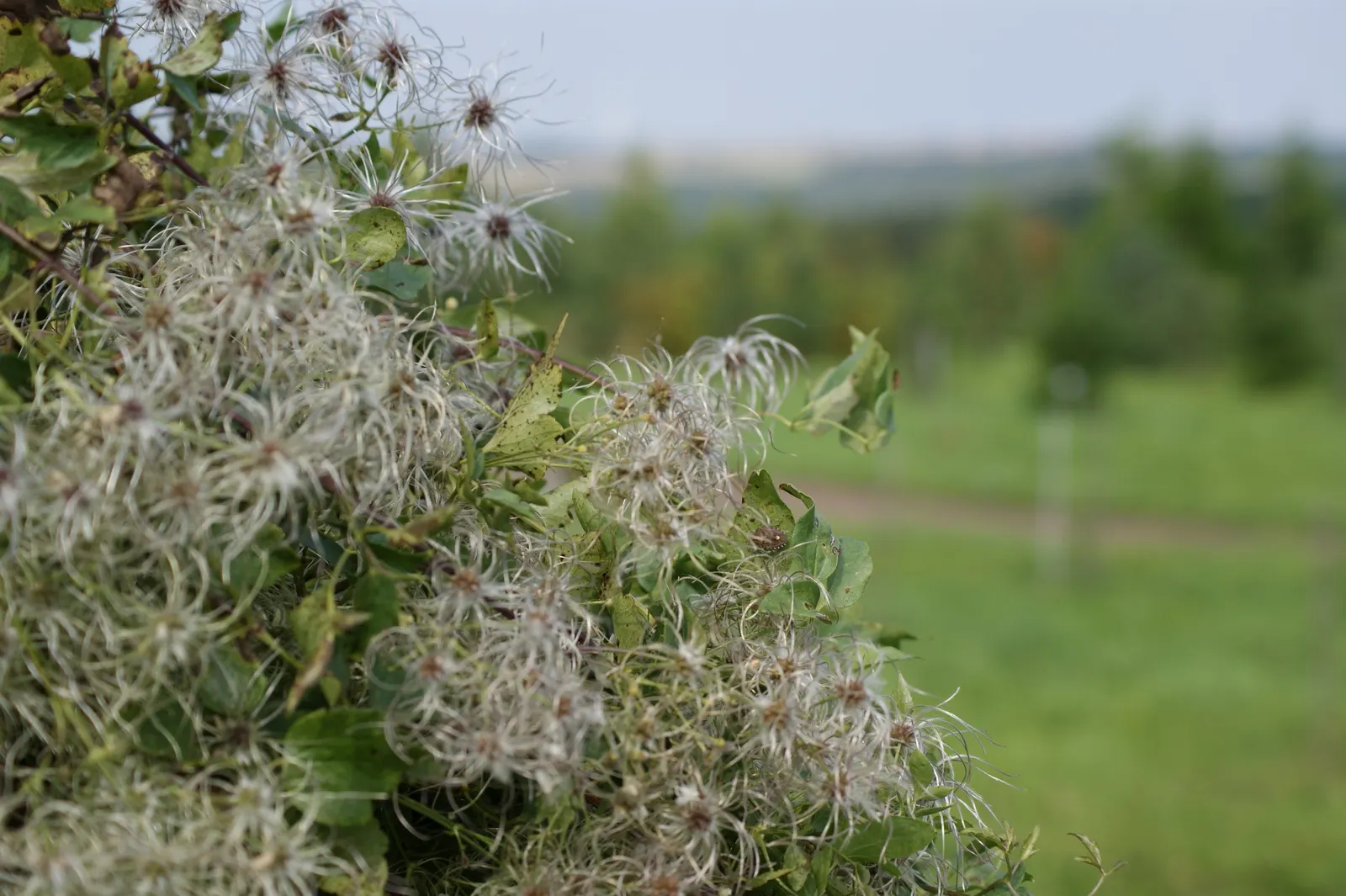Western White Clematis (Clematis Ligusticifolia) — the Western White Clematis is relatively low maintenance
