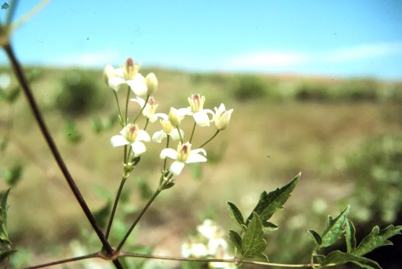 Western White Clematis (Clematis Ligusticifolia) — Prized for its profusion of small, white, fragrant flowers, it blooms late spring through summer