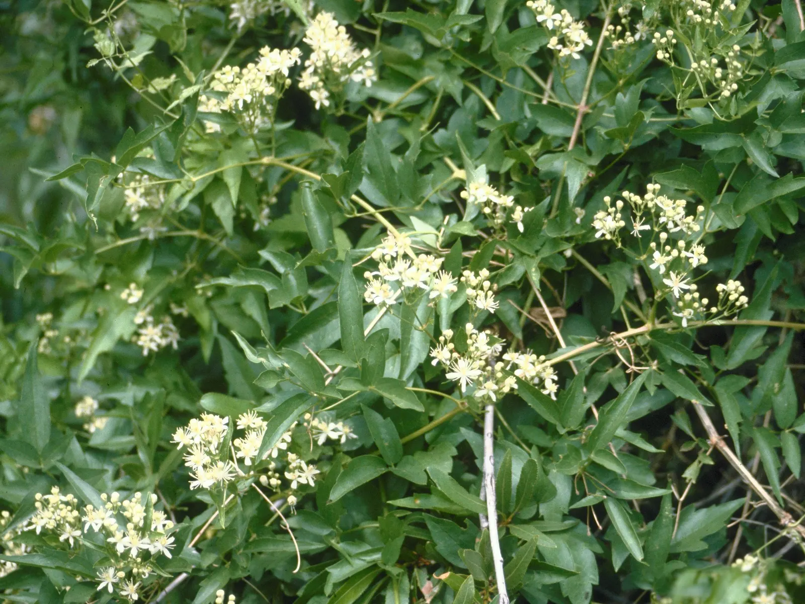 Western White Clematis (Clematis Ligusticifolia) — white flowers in the garden