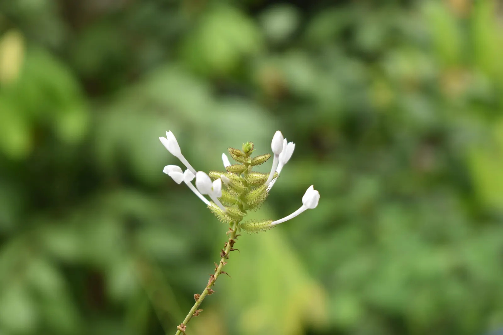 White Plumbago (Plumbago Scandens) — The White Plumbago (Plumbago scandens); is an evergreen perennial offering year-round interest with its lush, image 60