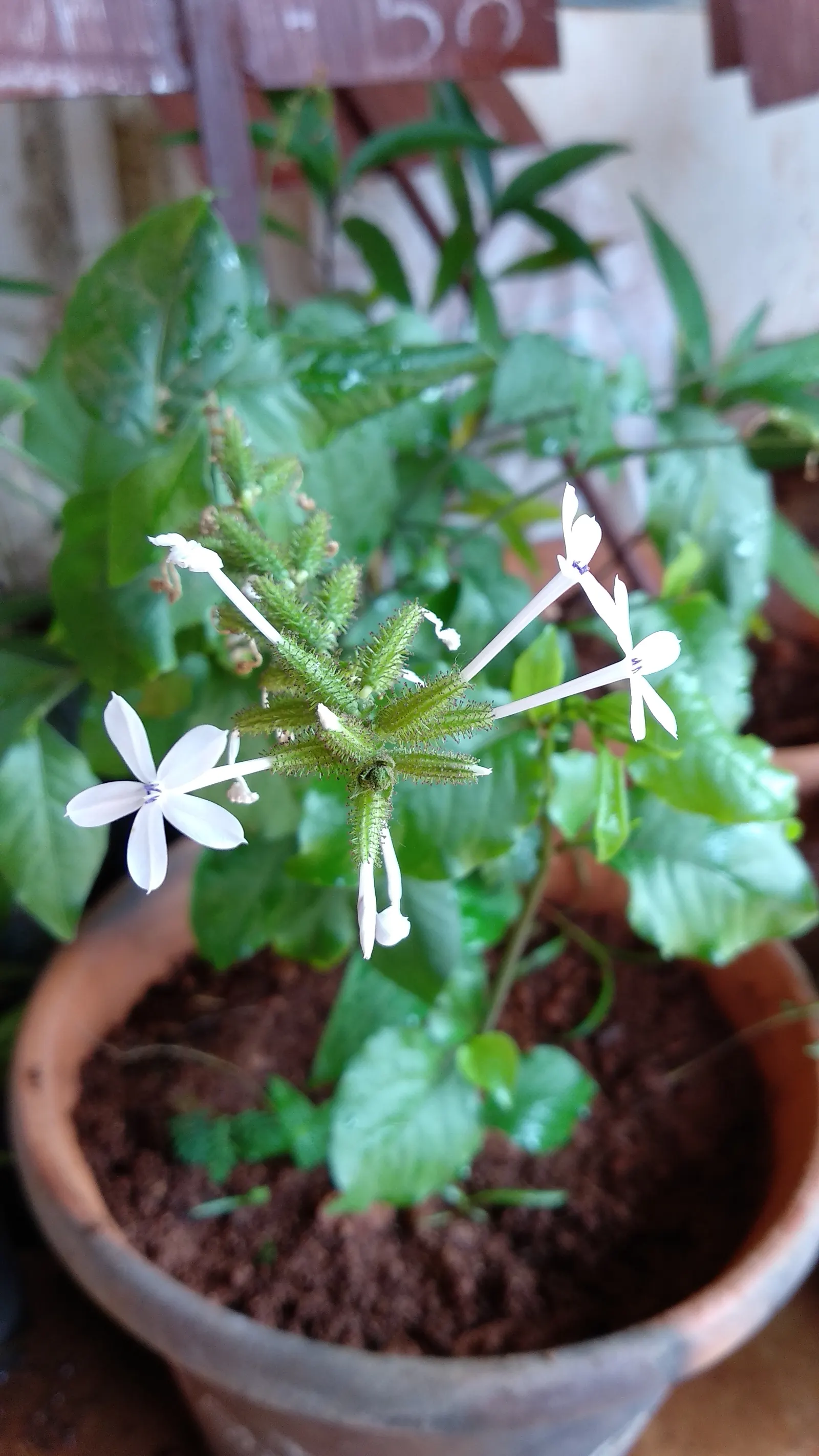 White Plumbago (Plumbago Scandens) — Moderate water needs make this a drought-tolerant option once established