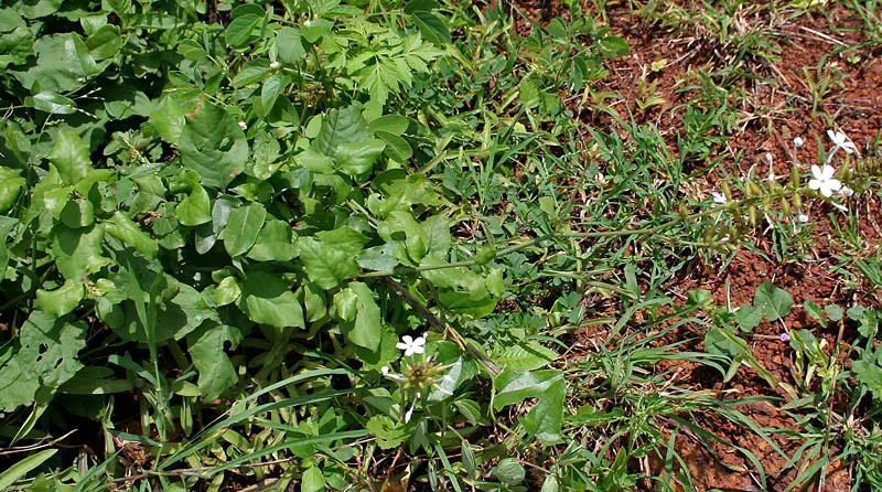 White Plumbago (Plumbago Scandens) — Drought-tolerant once established; shrub with white blooms, image 82