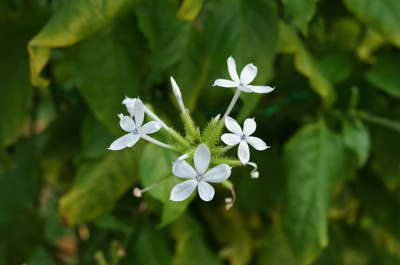 White Plumbago (Plumbago Scandens) — In conditions with intense heat, light shade proves beneficial in protecting the leaves from scorching; though, image 95