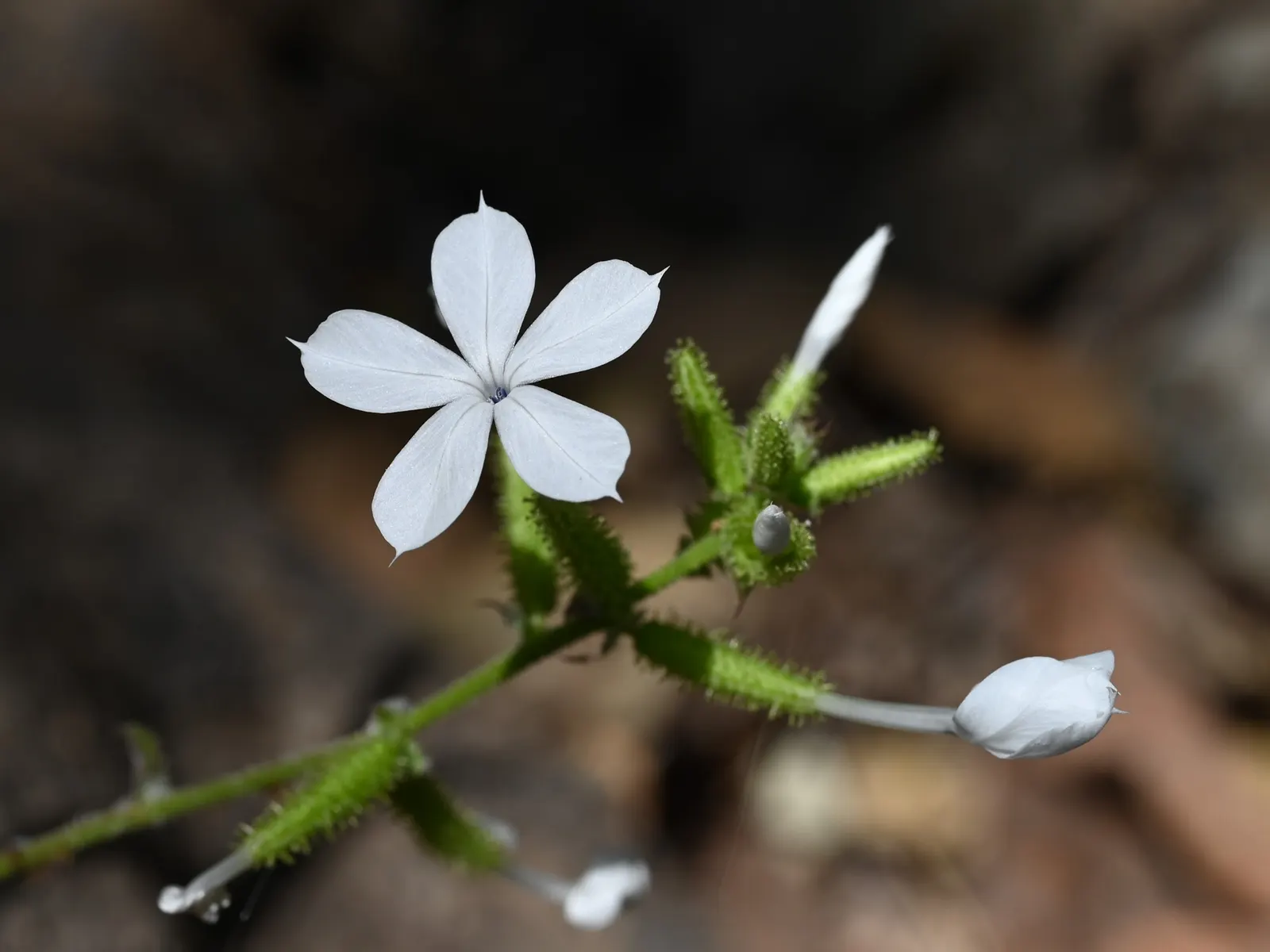 White Plumbago (Plumbago Scandens) — making it a highly desirable addition to any garden seeking a touch of elegance with minimal fuss; with peak, image 62
