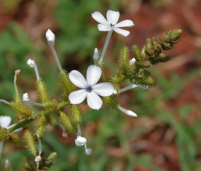 White Plumbago (Plumbago Scandens) — White Plumbago promises to elevate both private and public spaces with its enduring beauty; this vining plant, image 75