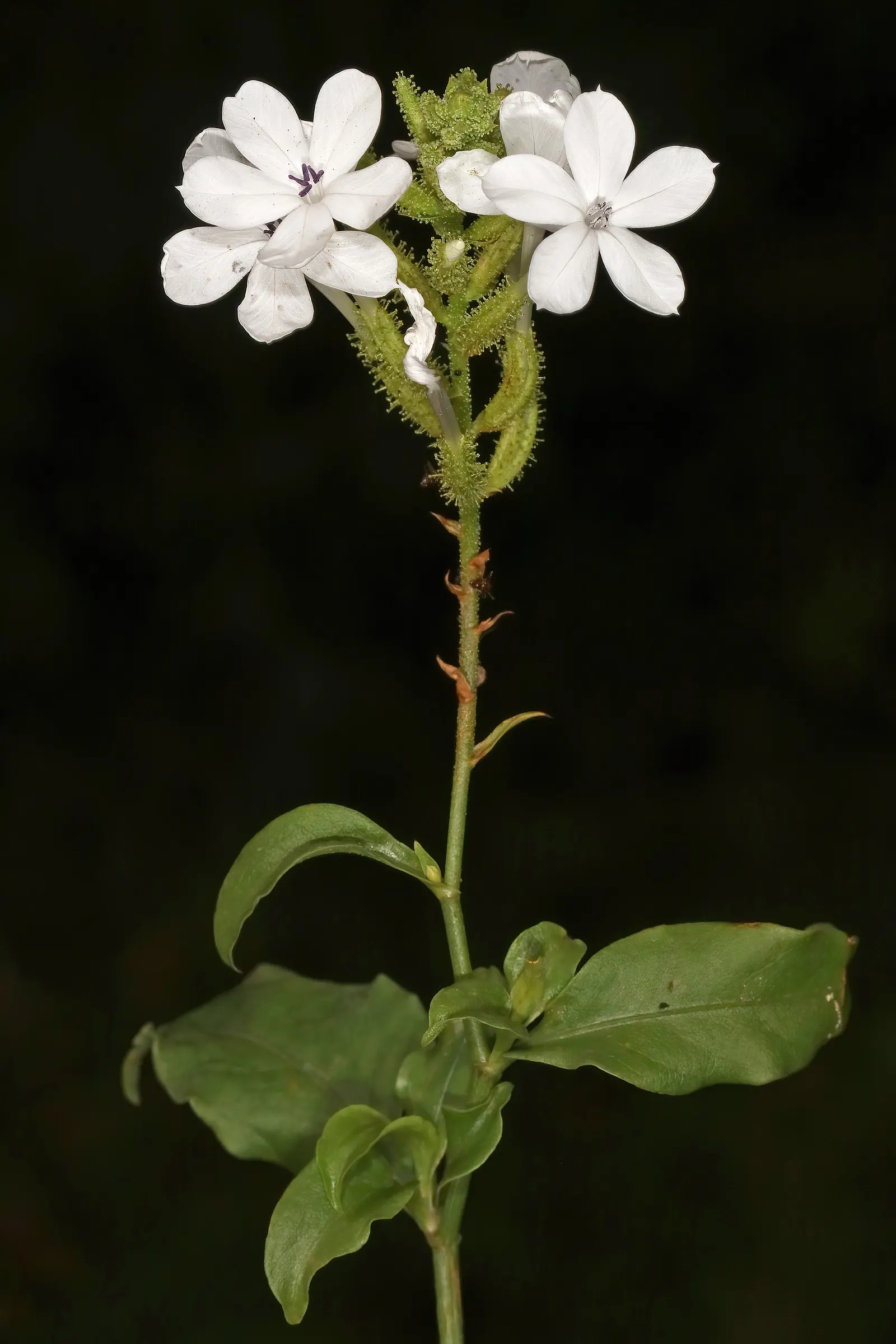 White Plumbago (Plumbago Scandens) — This versatile plant typically reaches heights of 2 to 4 feet; with its low-maintenance nature and graceful appearance