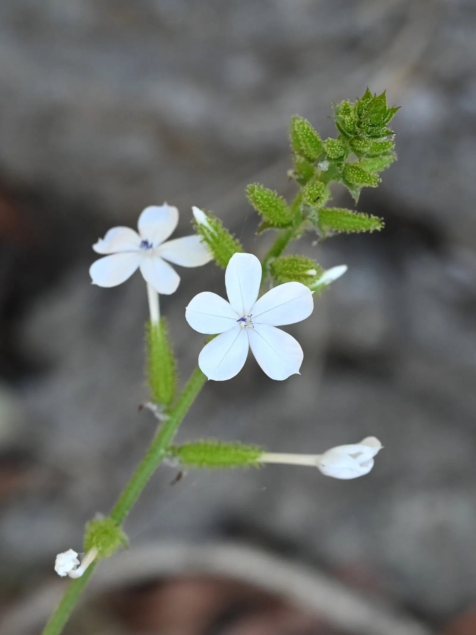 White Plumbago (Plumbago Scandens) — shrub with white blooms; preferring full sun to partial shade exposure