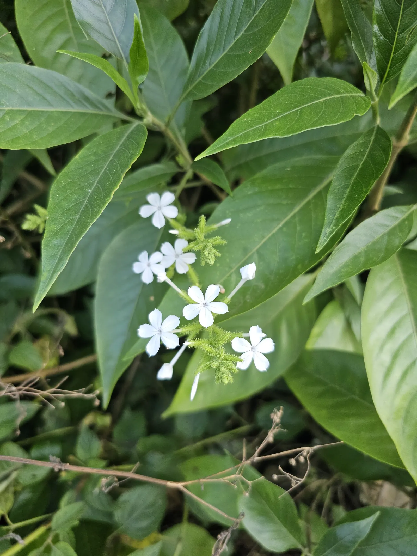 White Plumbago (Plumbago Scandens) — In conditions with intense heat, light shade proves beneficial in protecting the leaves from scorching
