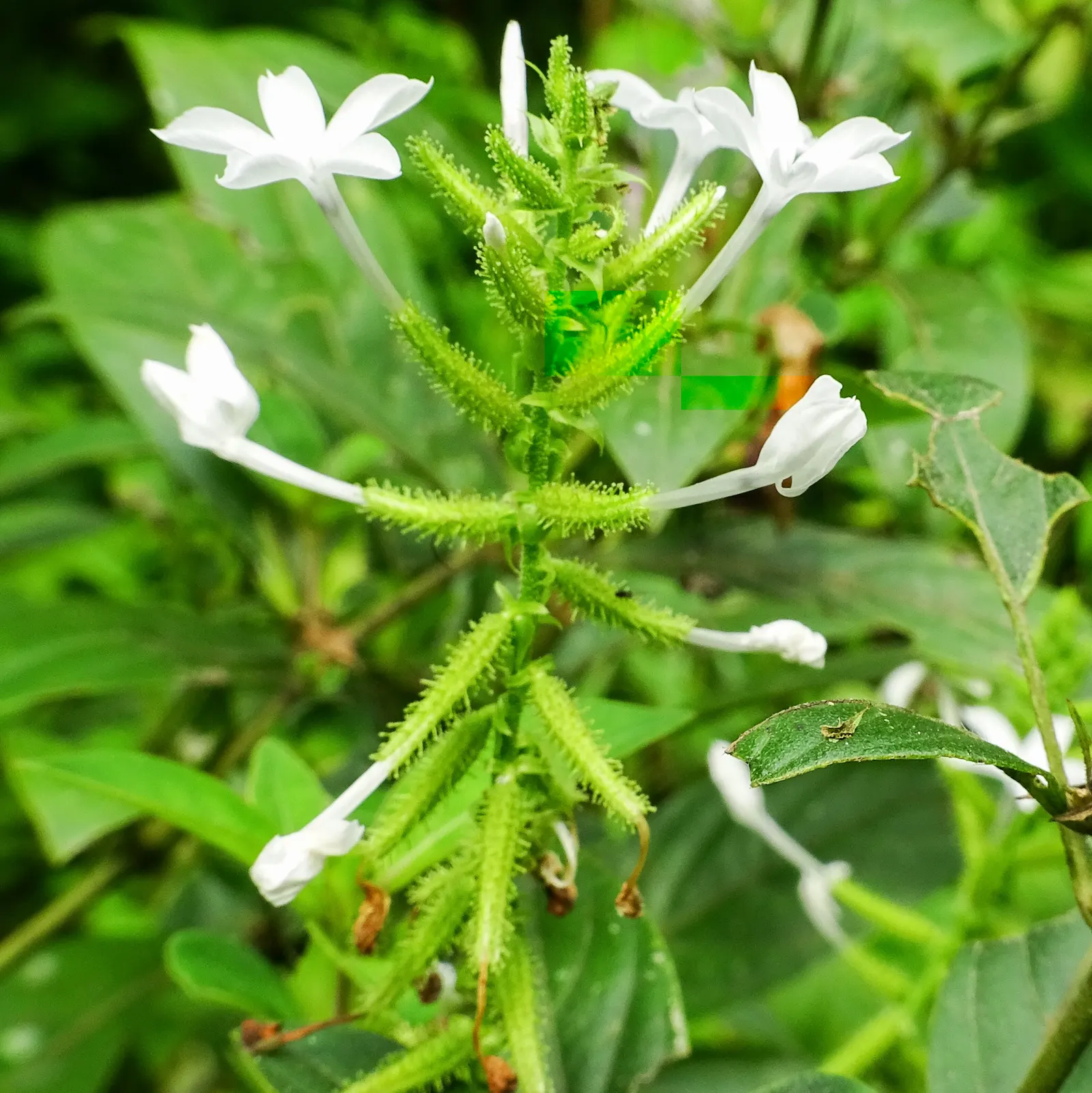 White Plumbago (Plumbago Scandens) — shrub for half or shade; white Plumbago promises to elevate both private and public spaces with its enduring beauty