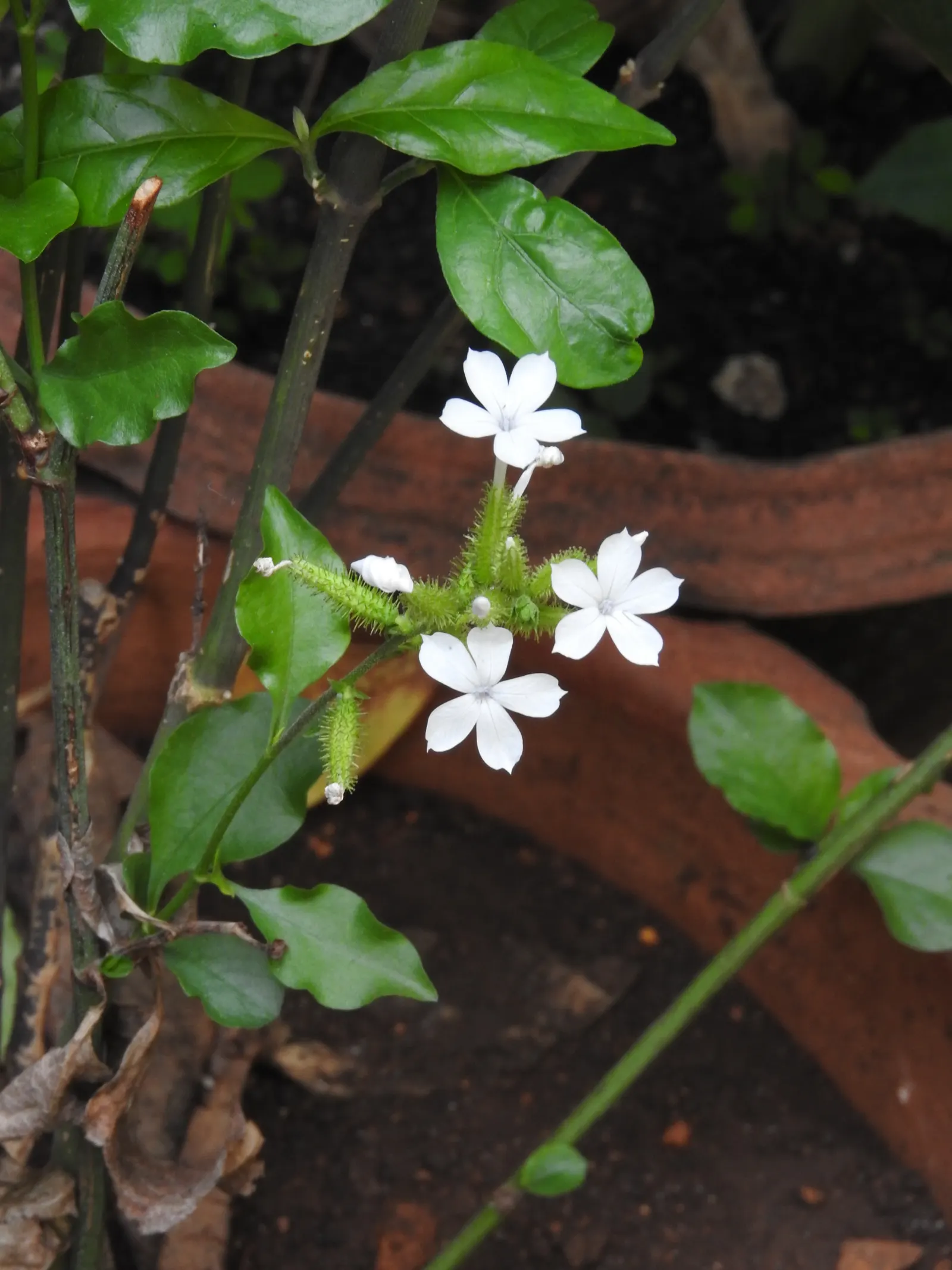 White Plumbago (Plumbago Scandens) — is an evergreen shrub renowned for its adaptability and charming floral display; the White Plumbago (Plumbago, image 87