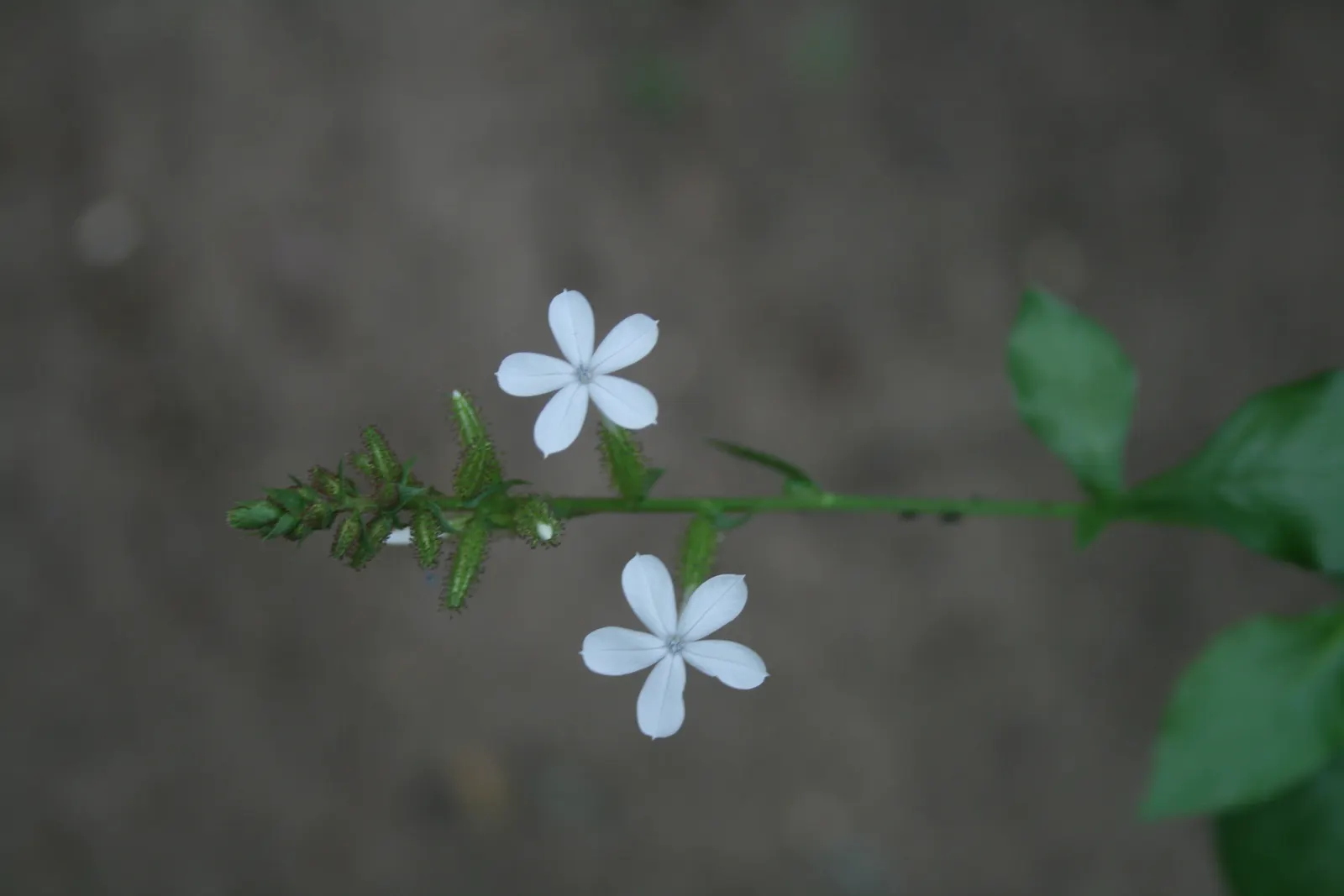 White Plumbago (Plumbago Scandens) — attracting butterflies and providing a low-maintenance; each with five petal-like lobes