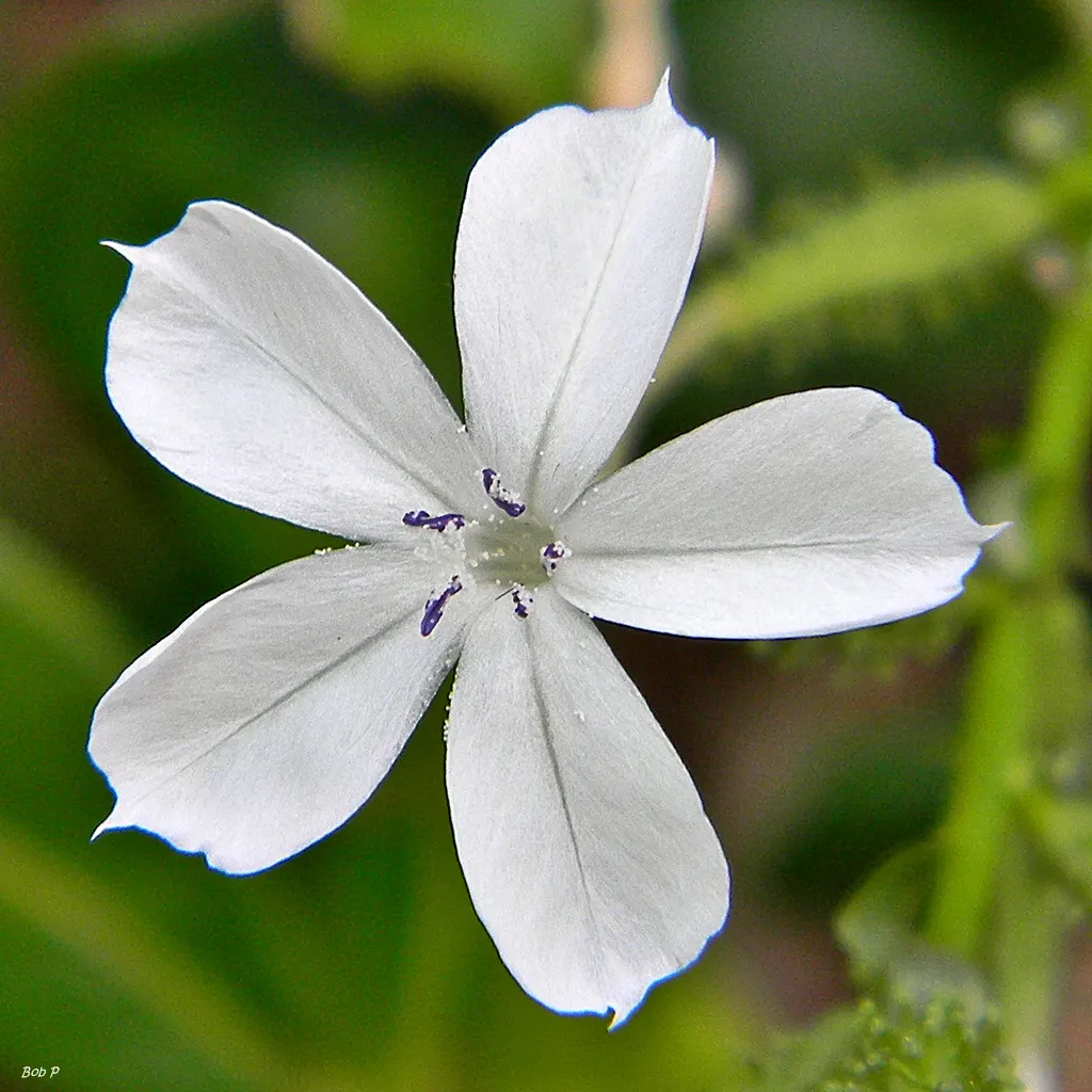 White Plumbago (Plumbago Scandens) — it's perfect for trellises; attracting butterflies and providing a low-maintenance
