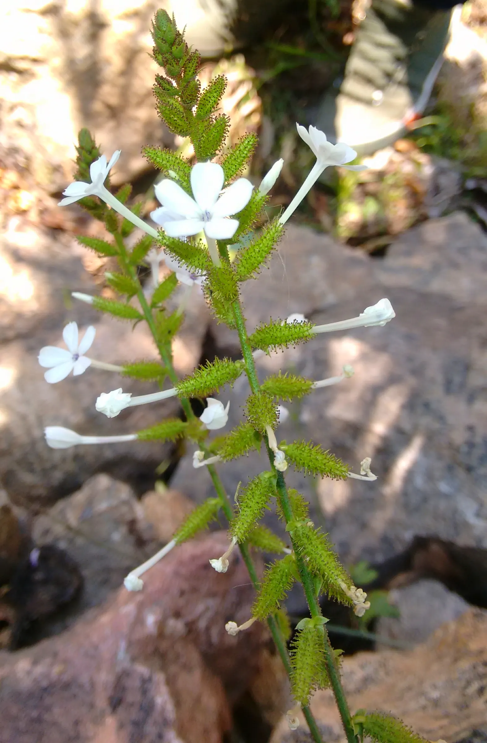 White Plumbago (Plumbago Scandens) — This versatile plant typically reaches heights of 2 to 4 feet; with its low-maintenance nature and graceful, image 63