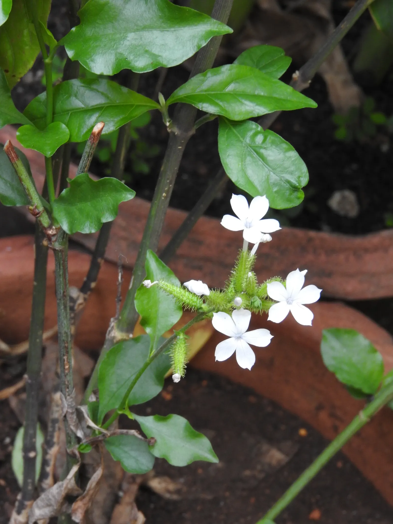 White Plumbago (Plumbago Scandens) — radiating from the center like stars across the foliage throughout the year; in conditions with intense heat, image 92
