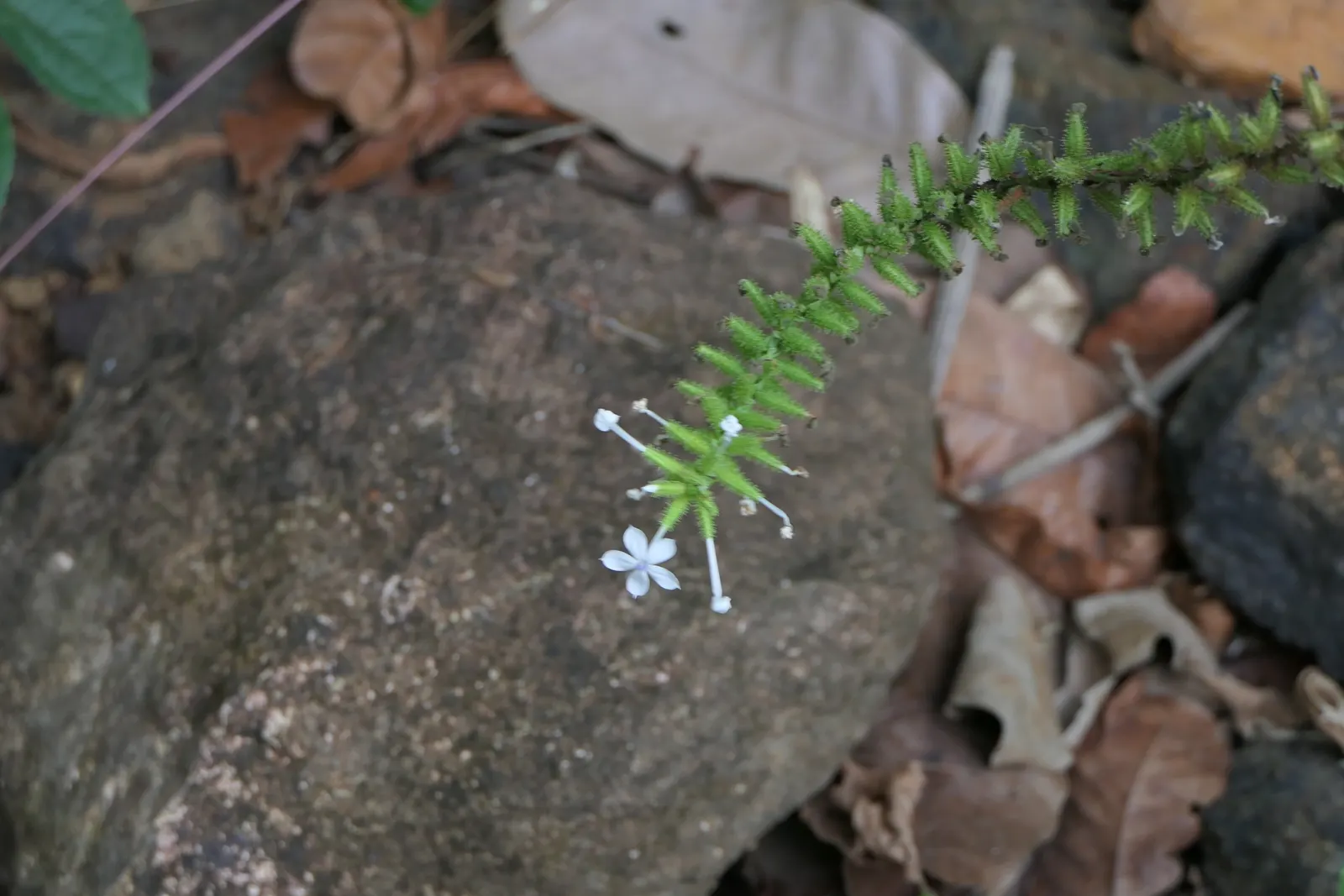 White Plumbago (Plumbago Scandens) — Pruning can be done annually to maintain the desired shape and vigor; radiating from the center like stars, image 73