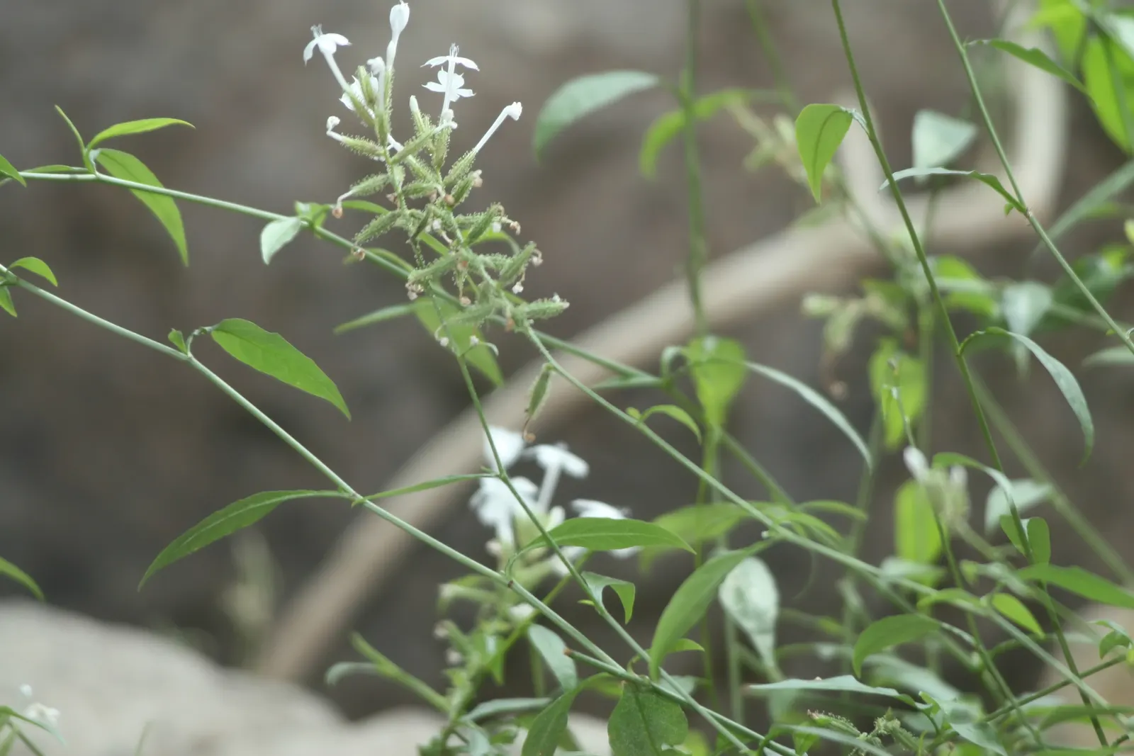 White Plumbago (Plumbago Scandens) — White Plumbago promises to elevate both private and public spaces with its enduring beauty