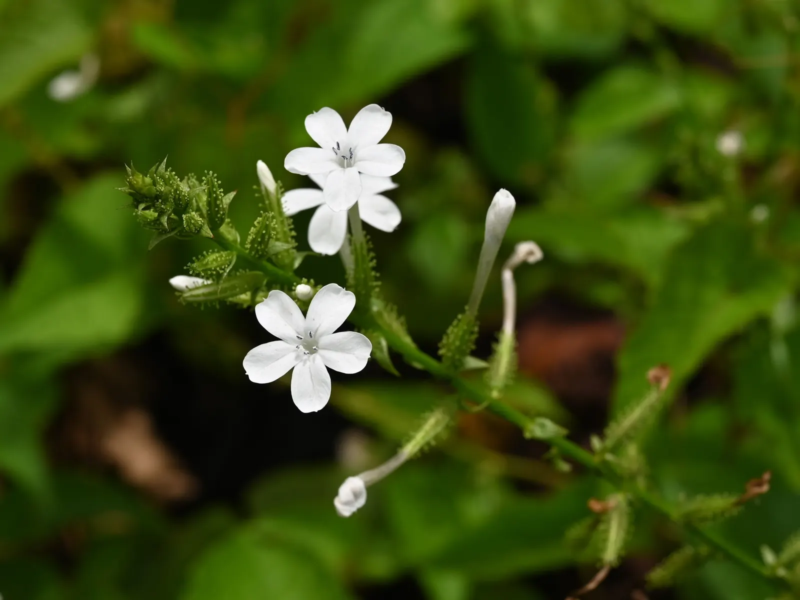 White Plumbago (Plumbago Scandens) — preferring full sun to partial shade exposure; it's perfect for trellises