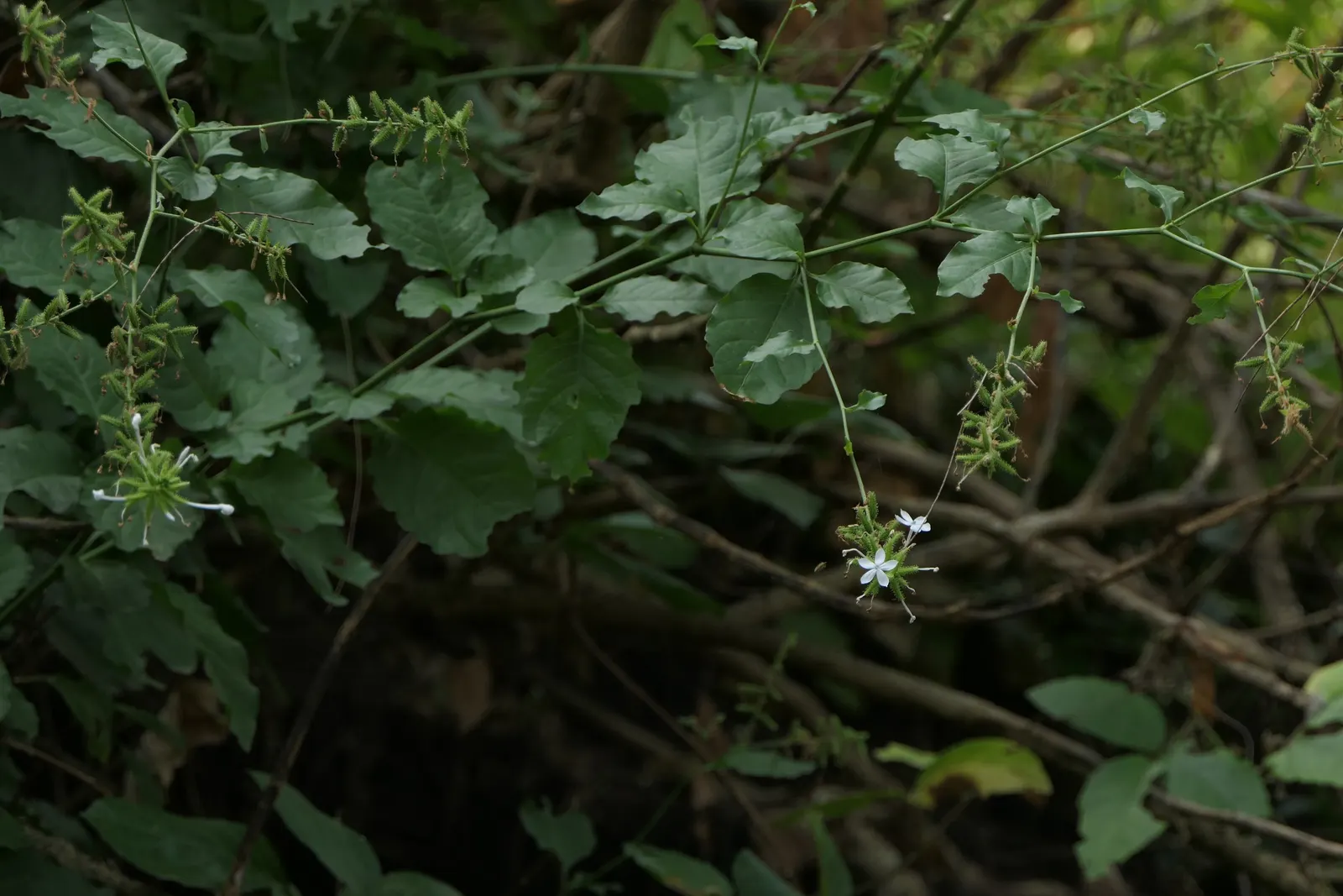 White Plumbago (Plumbago Scandens) — continuous floral display