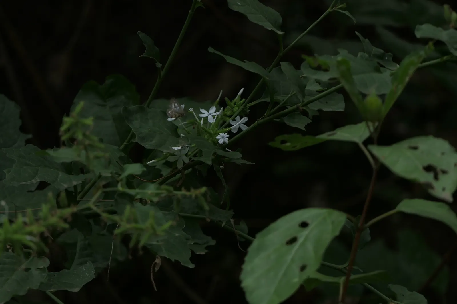 White Plumbago (Plumbago Scandens) — This vining plant reaches a height of 4-6 feet with a spread of 3-5 feet; this versatile plant typically, image 54