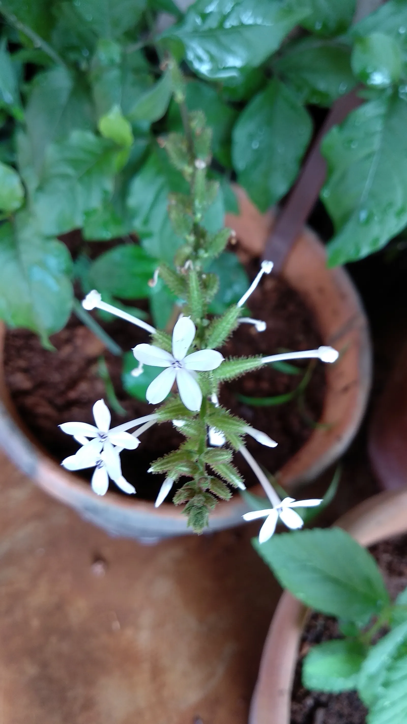 White Plumbago (Plumbago Scandens) — radiating from the center like stars across the foliage throughout the year; in conditions with intense heat, image 66