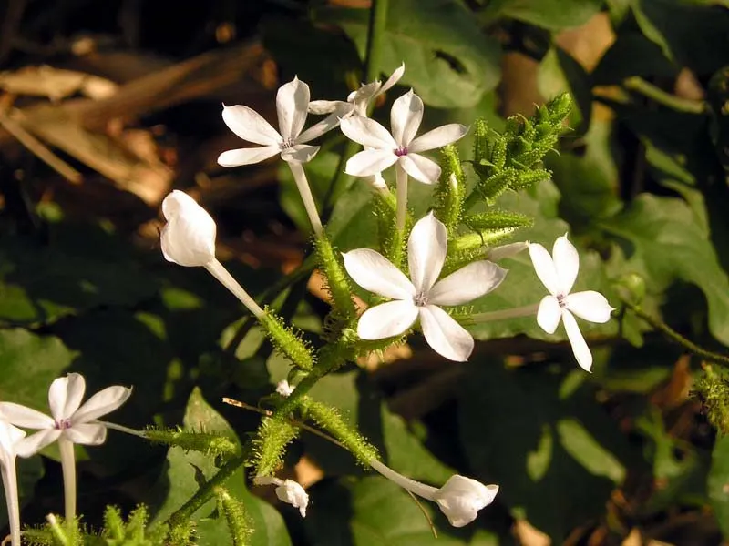 White Plumbago (Plumbago Scandens) — each with five petal-like lobes