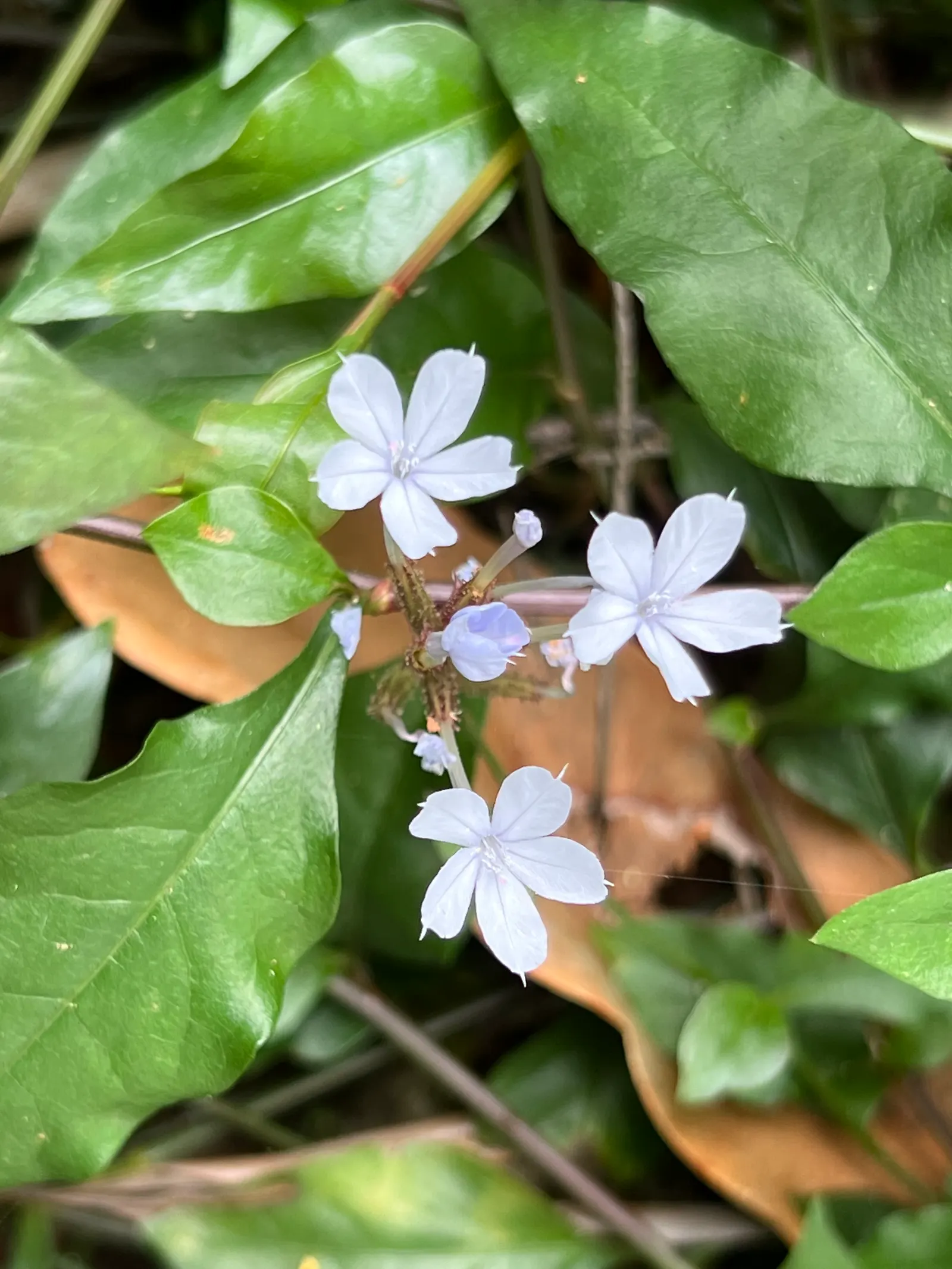 White Plumbago (Plumbago Scandens) — The White Plumbago (Plumbago scandens)