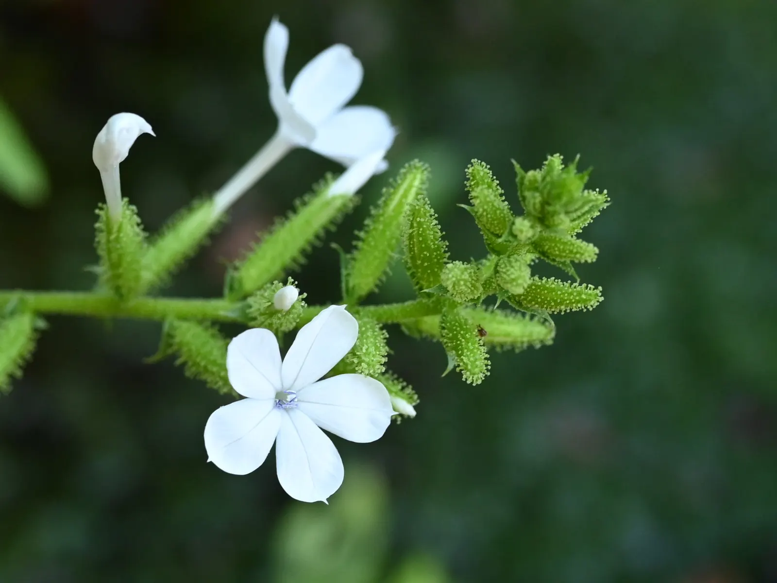 White Plumbago (Plumbago Scandens) — Drought-tolerant once established; shrub with white blooms