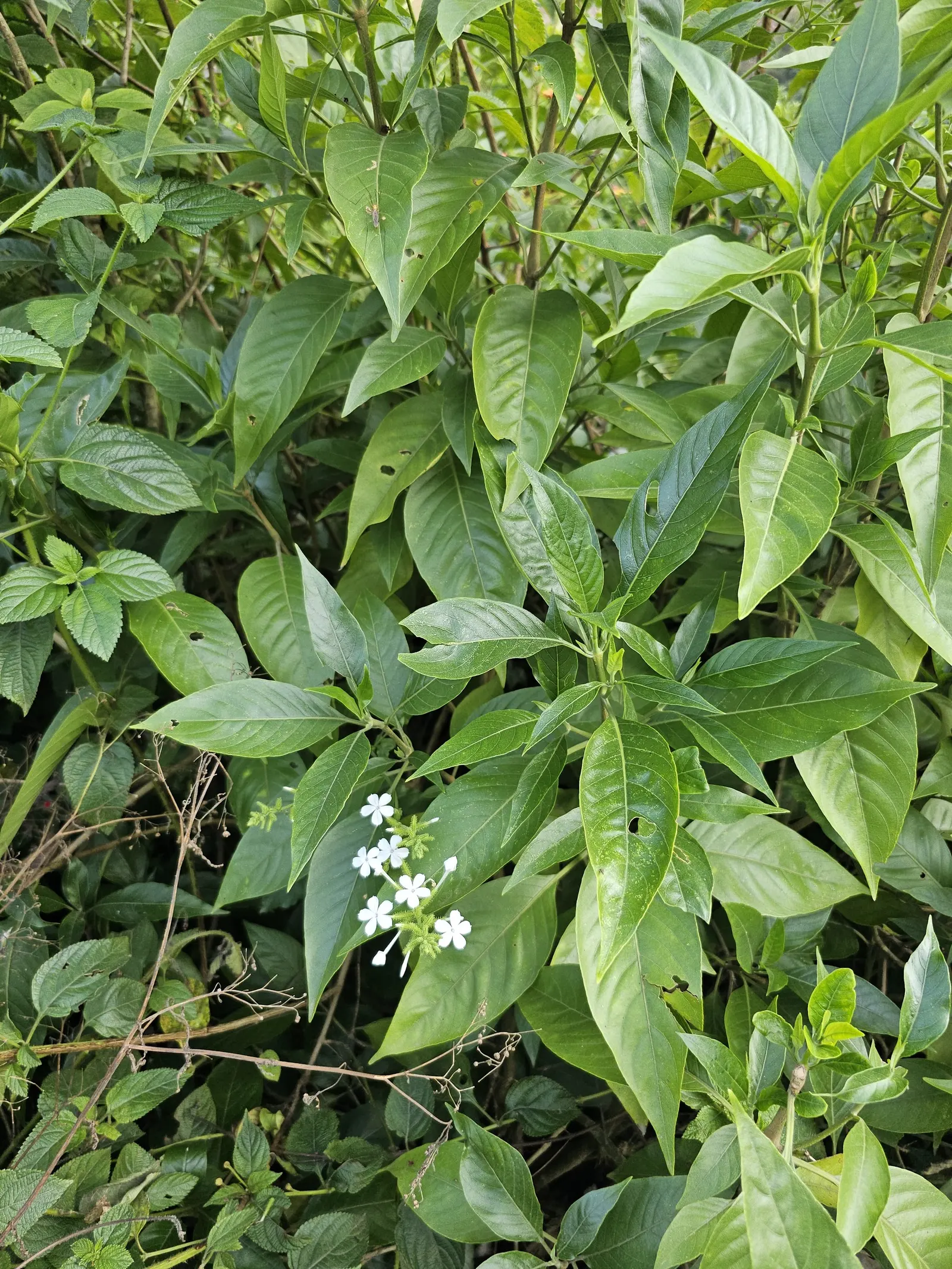 White Plumbago (Plumbago Scandens) — is an evergreen perennial offering year-round interest with its lush foliage and profuse white blossoms; drought-tolerant